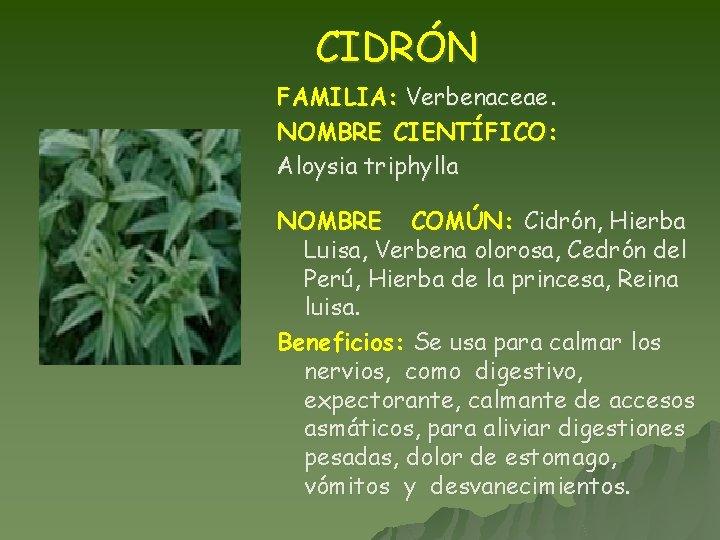 CIDRÓN FAMILIA: Verbenaceae. NOMBRE CIENTÍFICO: Aloysia triphylla NOMBRE COMÚN: Cidrón, Hierba Luisa, Verbena olorosa,