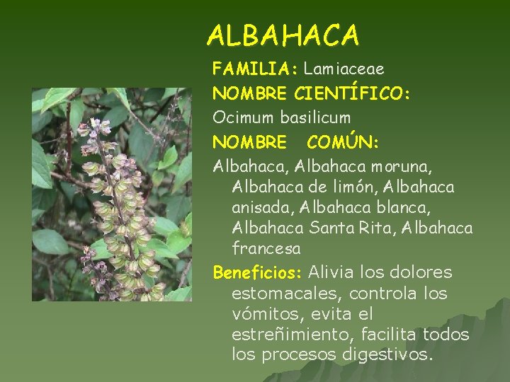 ALBAHACA FAMILIA: Lamiaceae NOMBRE CIENTÍFICO: Ocimum basilicum NOMBRE COMÚN: Albahaca, Albahaca moruna, Albahaca de