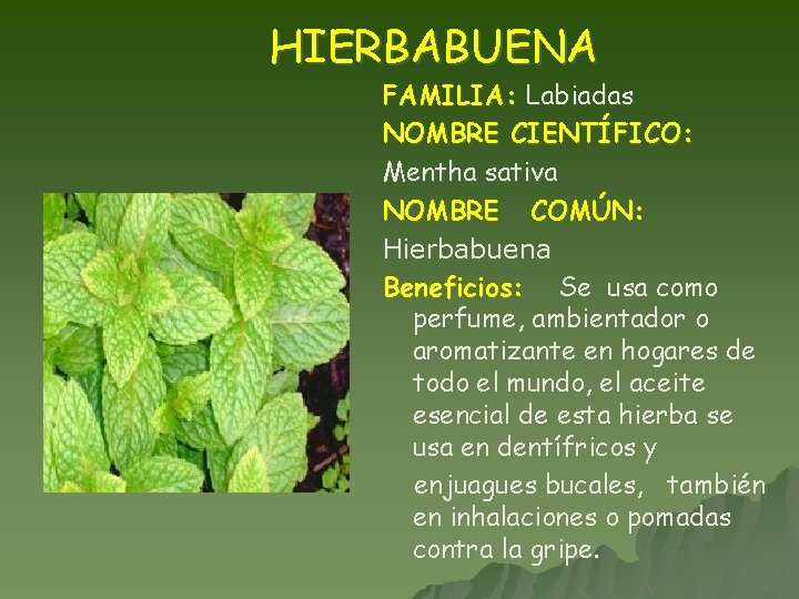 HIERBABUENA FAMILIA: Labiadas NOMBRE CIENTÍFICO: Mentha sativa NOMBRE COMÚN: Hierbabuena Beneficios: Se usa como