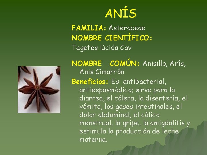 ANÍS FAMILIA: Asteraceae NOMBRE CIENTÍFICO: Tagetes lúcida Cav NOMBRE COMÚN: Anisillo, Anís, Anis Cimarrón