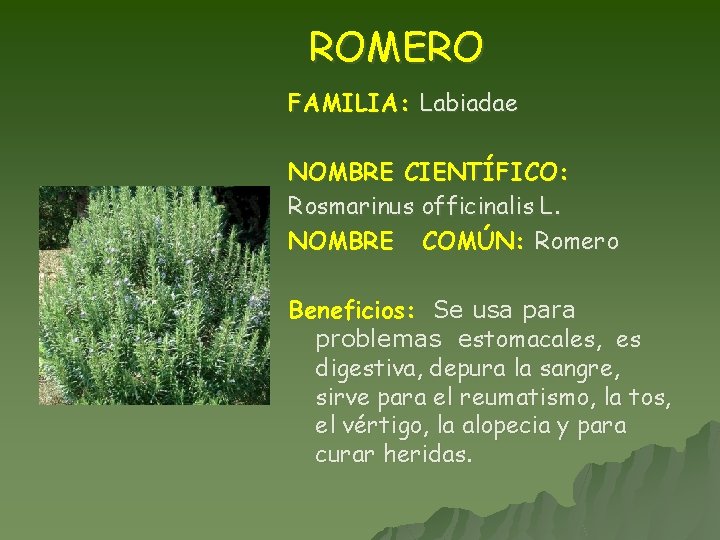 ROMERO FAMILIA: Labiadae NOMBRE CIENTÍFICO: Rosmarinus officinalis L. NOMBRE COMÚN: Romero Beneficios: Se usa