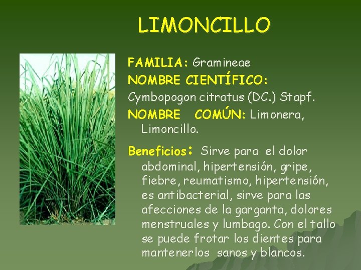 LIMONCILLO FAMILIA: Gramineae NOMBRE CIENTÍFICO: Cymbopogon citratus (DC. ) Stapf. NOMBRE COMÚN: Limonera, Limoncillo.