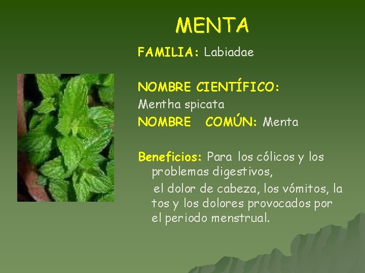 MENTA FAMILIA: Labiadae NOMBRE CIENTÍFICO: Mentha spicata NOMBRE COMÚN: Menta Beneficios: Para los cólicos