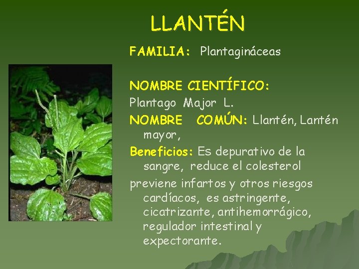 LLANTÉN FAMILIA: Plantagináceas NOMBRE CIENTÍFICO: Plantago Major L. NOMBRE COMÚN: Llantén, Lantén mayor, Beneficios: