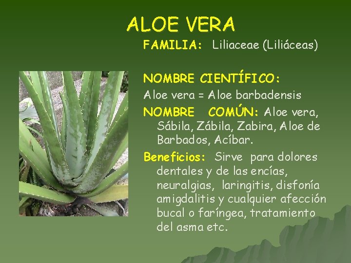 ALOE VERA FAMILIA: Liliaceae (Liliáceas) NOMBRE CIENTÍFICO: Aloe vera = Aloe barbadensis NOMBRE COMÚN: