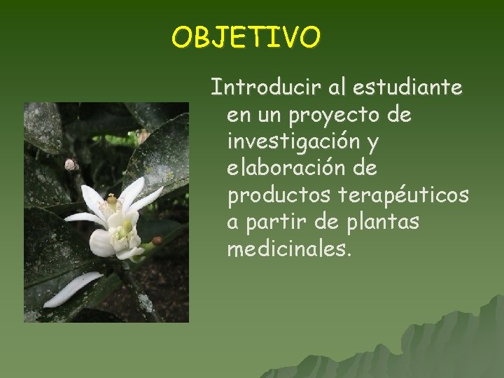 OBJETIVO Introducir al estudiante en un proyecto de investigación y elaboración de productos terapéuticos