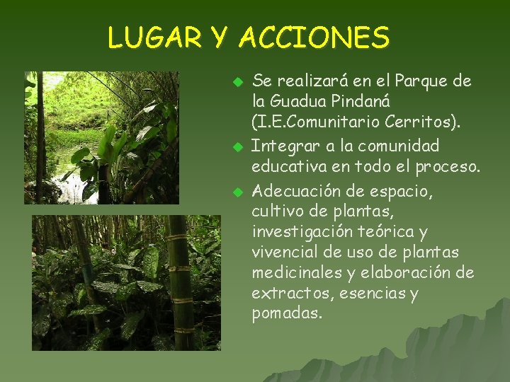 LUGAR Y ACCIONES u u u Se realizará en el Parque de la Guadua