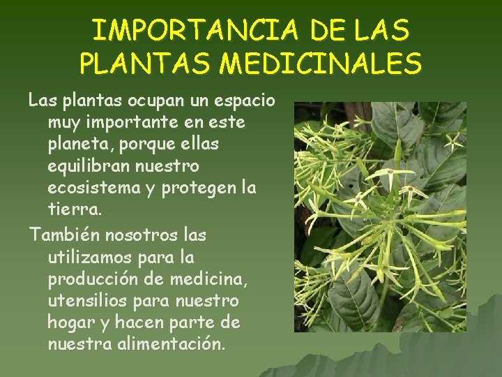 IMPORTANCIA DE LAS PLANTAS MEDICINALES Las plantas ocupan un espacio muy importante en este