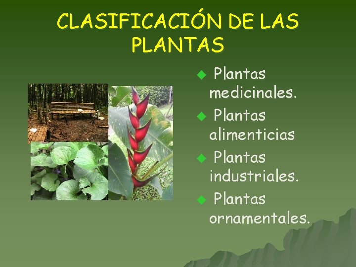 CLASIFICACIÓN DE LAS PLANTAS Plantas medicinales. u Plantas alimenticias u Plantas industriales. u Plantas