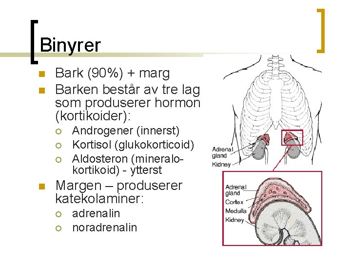 Endokrinologi Det endokrine system I n n n