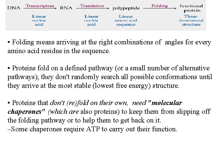  • Folding means arriving at the right combinations of angles for every amino