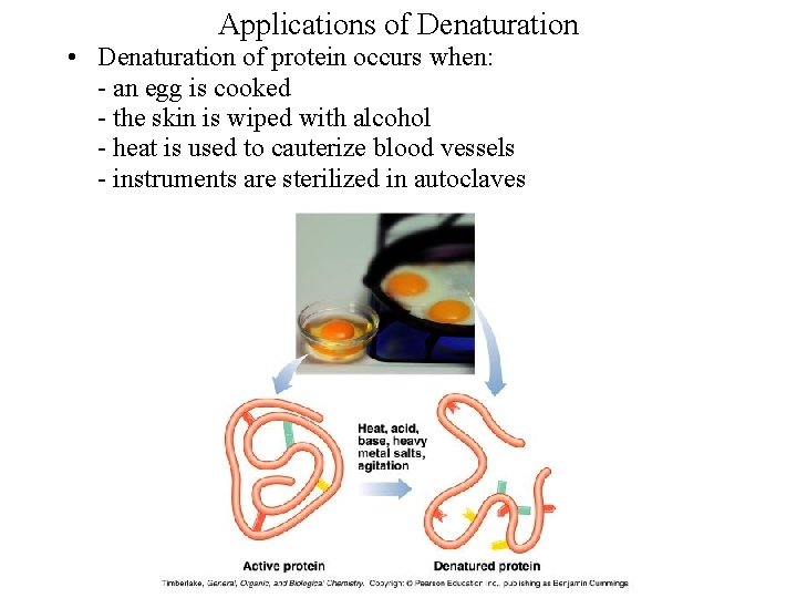 Applications of Denaturation • Denaturation of protein occurs when: an egg is cooked the