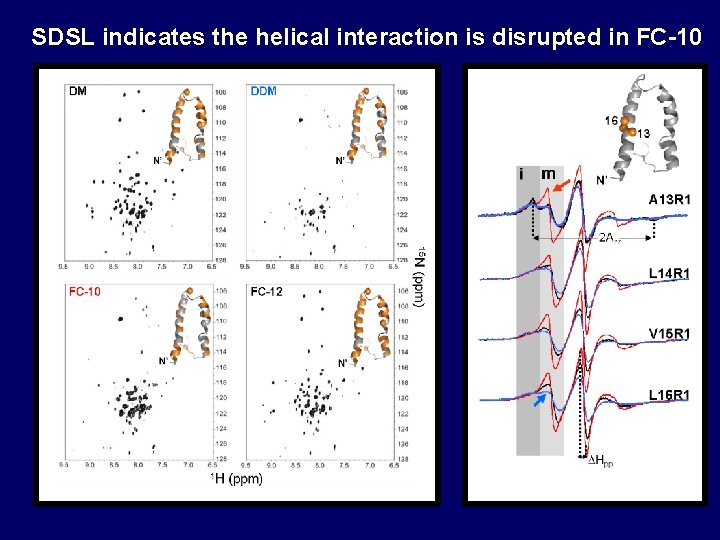 SDSL indicates the helical interaction is disrupted in FC-10 SDSL indicates the helical interaction is disrupted in FC-10