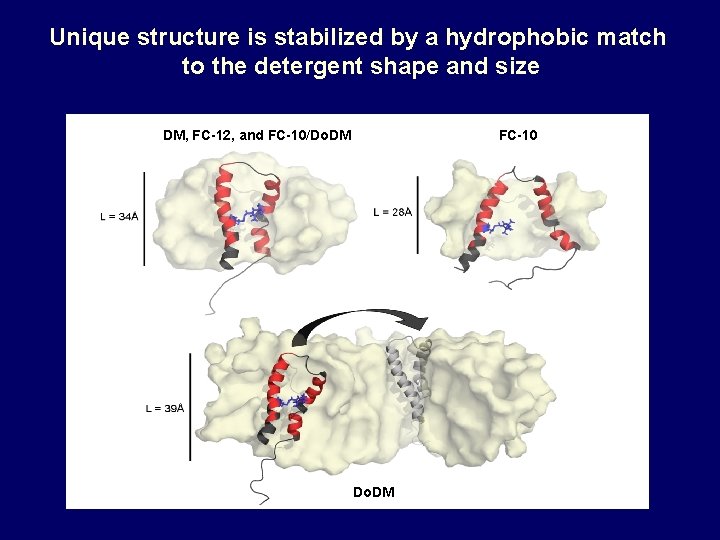 Unique structure is stabilized by a hydrophobic match to the detergent shape and size Unique structure is stabilized by a hydrophobic match to the detergent shape and size