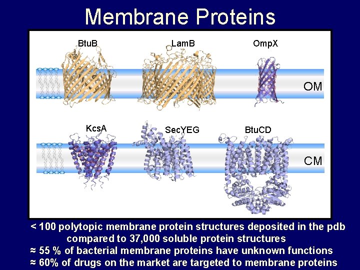 Membrane Proteins Btu. B Lam. B Omp. X OM Kcs. A Sec. YEG Btu. Membrane Proteins Btu. B Lam. B Omp. X OM Kcs. A Sec. YEG Btu.