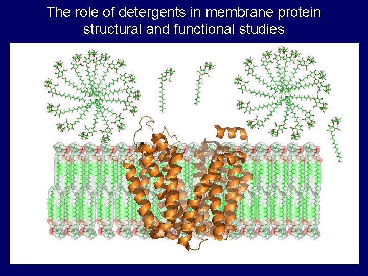 The role of detergents in membrane protein structural and functional studies The role of detergents in membrane protein structural and functional studies