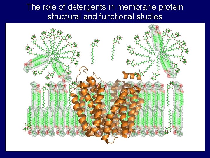 The role of detergents in membrane protein structural and functional studies The role of detergents in membrane protein structural and functional studies