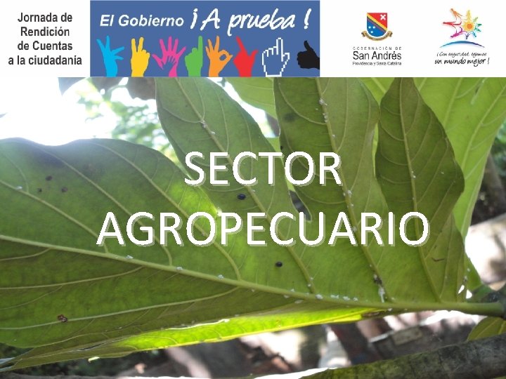 SECTOR AGROPECUARIO 