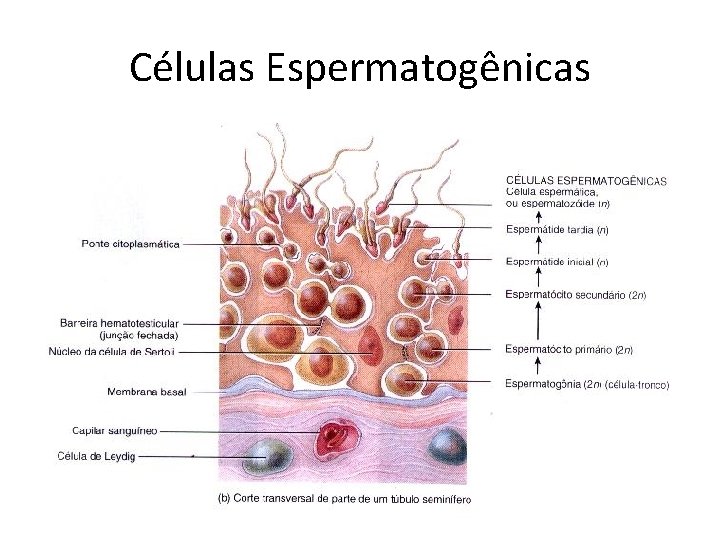 Células Espermatogênicas 