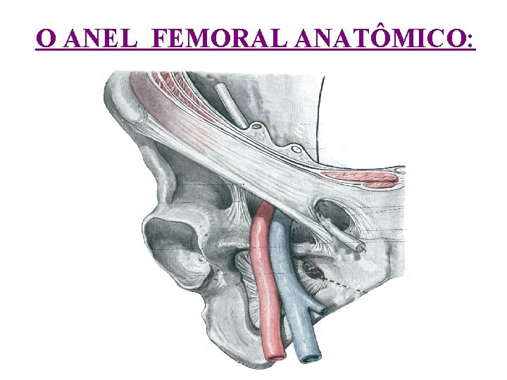 O ANEL FEMORAL ANATÔMICO: 