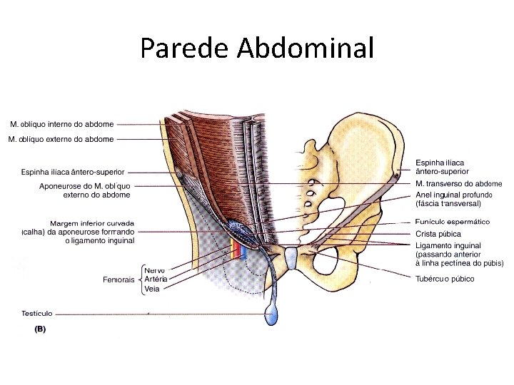 Parede Abdominal 