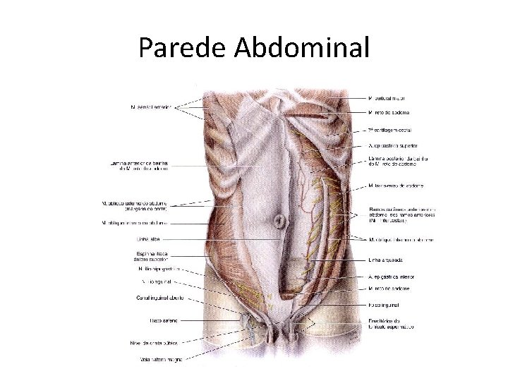 Parede Abdominal Parede Abdominal