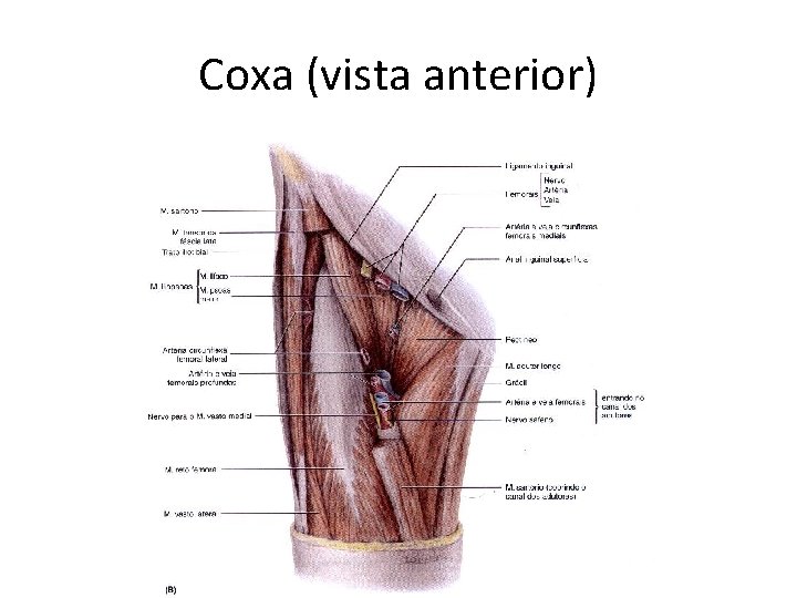 Coxa (vista anterior) Coxa (vista anterior)