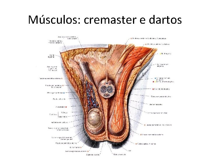 Músculos: cremaster e dartos Músculos: cremaster e dartos