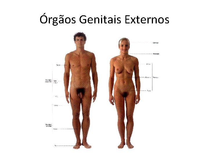 Órgãos Genitais Externos 