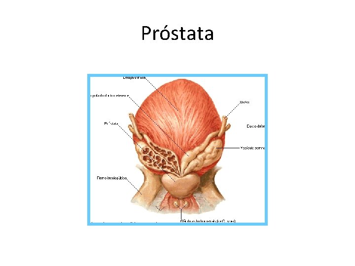 Próstata 