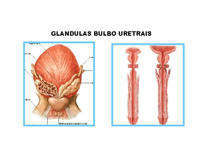 GLANDULAS BULBO URETRAIS GLANDULAS BULBO URETRAIS