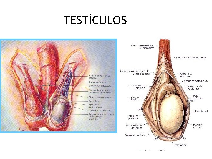 TESTÍCULOS 