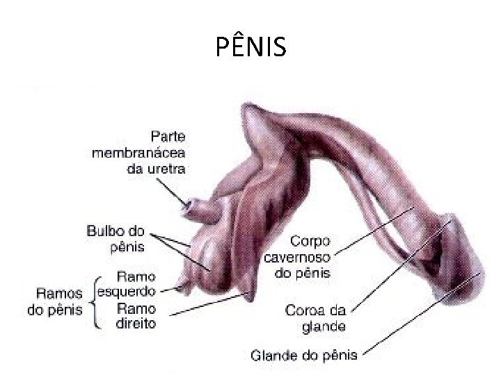 PÊNIS 