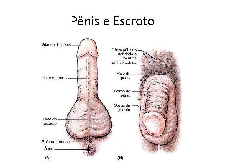 Pênis e Escroto Pênis e Escroto