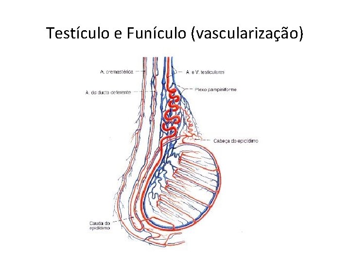 Testículo e Funículo (vascularização) Testículo e Funículo (vascularização)