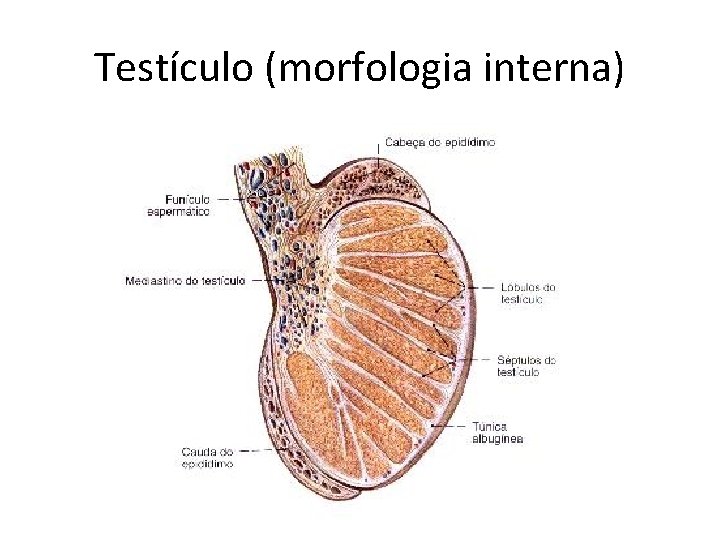 Testículo (morfologia interna) 