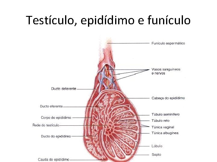 Testículo, epidídimo e funículo 