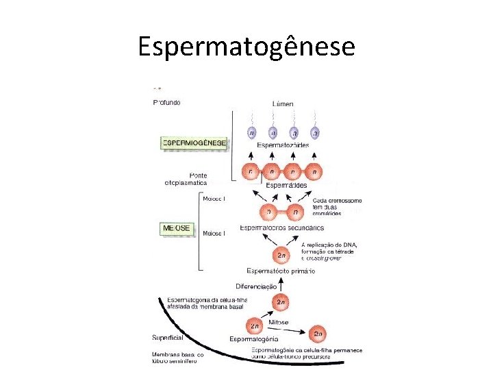 Espermatogênese 
