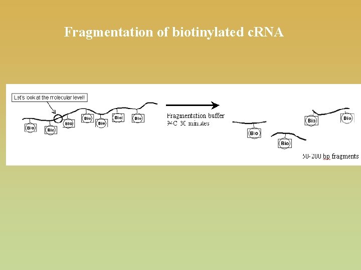 Fragmentation of biotinylated c. RNA 