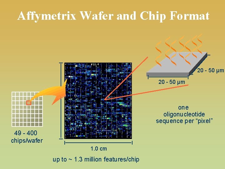 Affymetrix Wafer and Chip Format 20 - 50 µm one oligonucleotide sequence per “pixel”