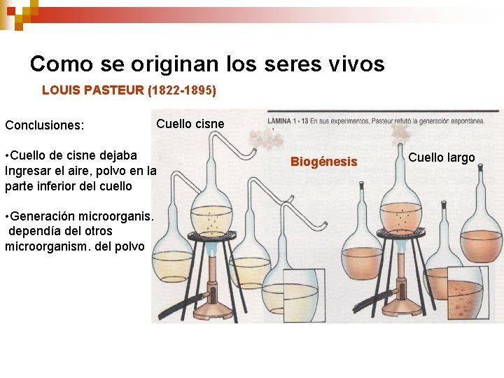 Como se originan los seres vivos LOUIS PASTEUR (1822 -1895) Conclusiones: Cuello cisne • Como se originan los seres vivos LOUIS PASTEUR (1822 -1895) Conclusiones: Cuello cisne •