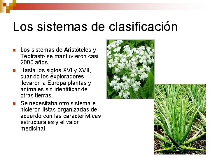 Los sistemas de clasificación n Los sistemas de Aristóteles y Teofrasto se mantuvieron casi Los sistemas de clasificación n Los sistemas de Aristóteles y Teofrasto se mantuvieron casi