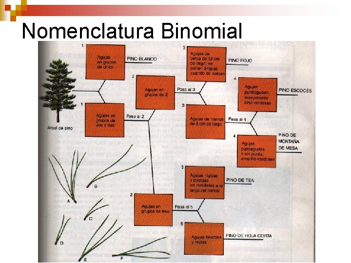 Nomenclatura Binomial Nomenclatura Binomial