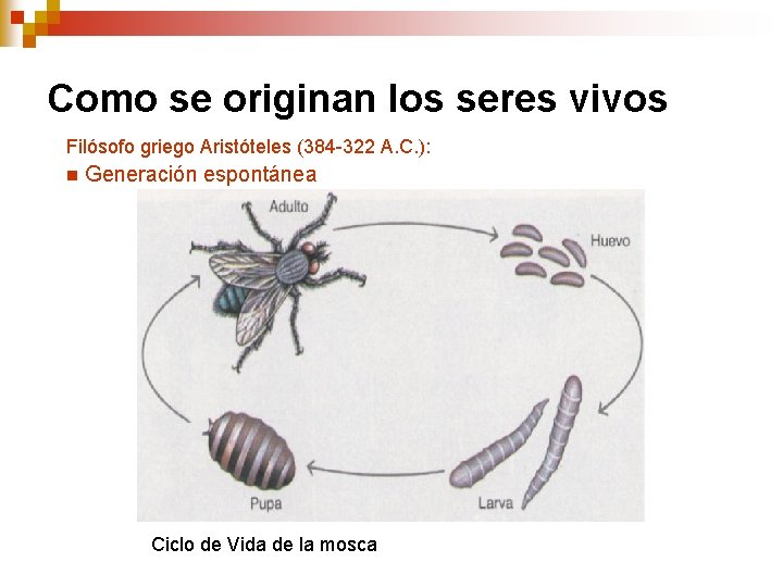 Como se originan los seres vivos Filósofo griego Aristóteles (384 -322 A. C. ): Como se originan los seres vivos Filósofo griego Aristóteles (384 -322 A. C. ):
