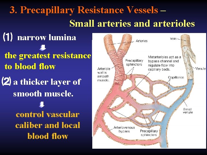 3. Precapillary Resistance Vessels – Small arteries and arterioles ⑴ narrow lumina the greatest