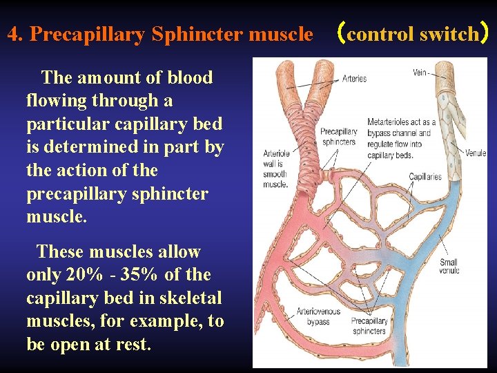 4. Precapillary Sphincter muscle （control switch） The amount of blood flowing through a particular