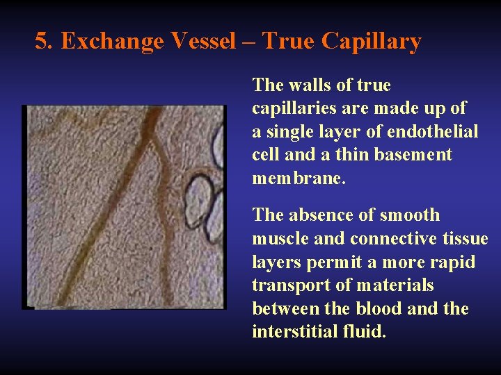 5. Exchange Vessel – True Capillary The walls of true capillaries are made up