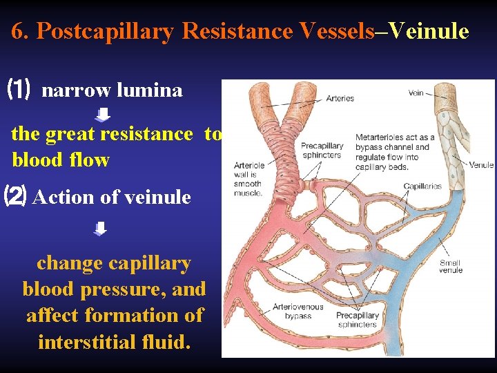 6. Postcapillary Resistance Vessels–Veinule ⑴ narrow lumina the great resistance to blood flow ⑵