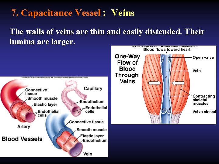 7. Capacitance Vessel : Veins The walls of veins are thin and easily distended.