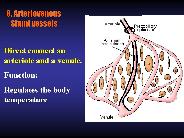 8. Arteriovenous Shunt vessels Direct connect an arteriole and a venule. Function: Regulates the